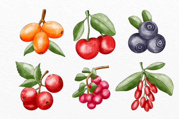 Vecteur collection de différents fruits illustrés