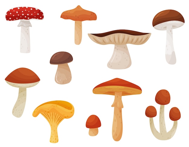 Vecteur collection de divers champignons champignons comestibles et vénéneux produits naturels éléments graphiques pour livre ou affiche pour enfants design plat coloré isolé sur fond blanc icônes vectorielles de dessin animé