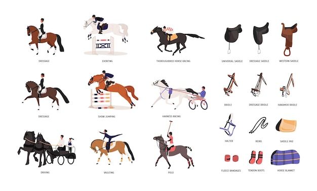 Vecteur collection de diverses allures de cheval et d'outils pour l'équitation ou l'équitation isolés sur fond blanc. beau sport de compétition. illustration vectorielle colorée en style cartoon plat.