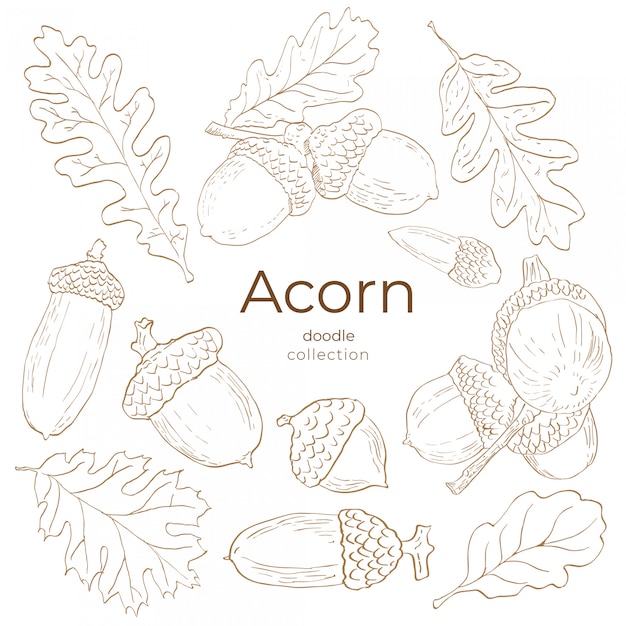 Collection Doodle Acorn