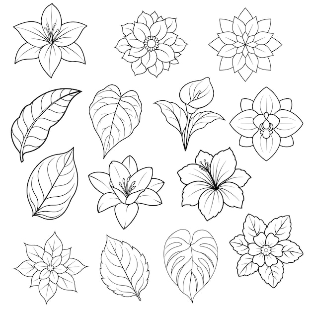 Collection D'éléments De Fleurs Et De Feuilles En Contour