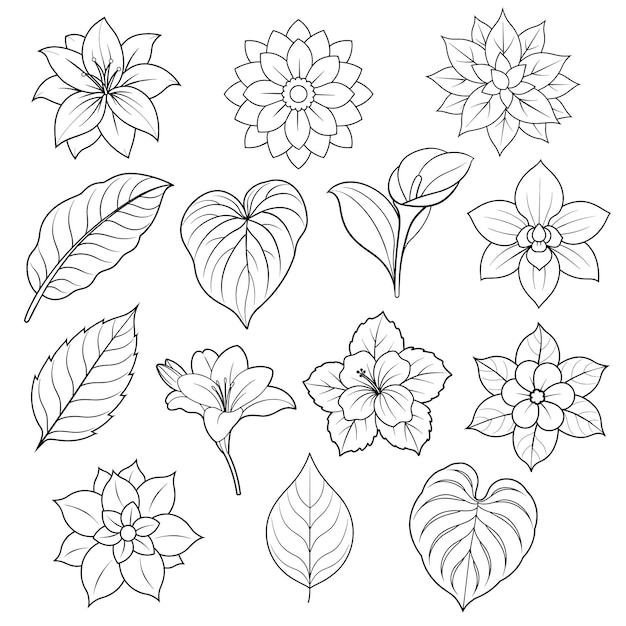 Collection D'éléments De Fleurs Et De Feuilles En Contour