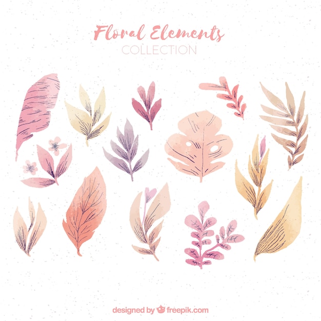 Collection D'éléments Floraux Aquarelle