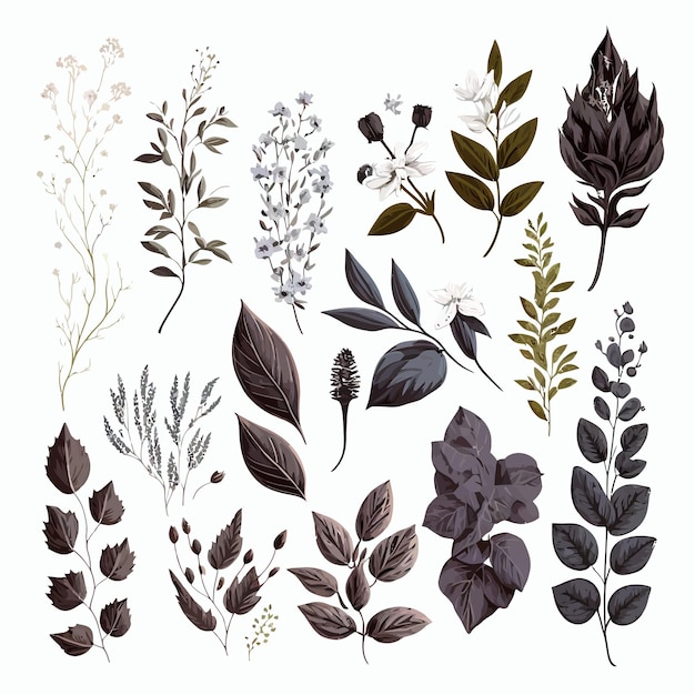 Collection d'éléments floraux et botaniques Illustration dessinée à la main isolée sur fond blanc