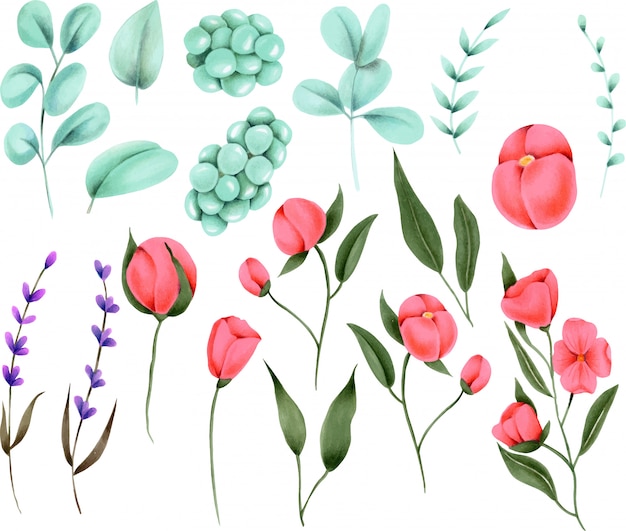 Collection d&#39;éléments floraux peints à la main