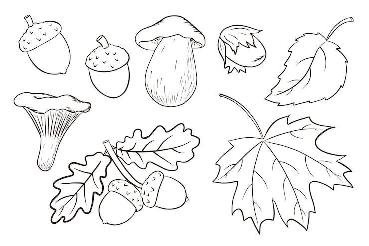 Vecteur collection d'éléments de récolte dessinés à la main. feuilles de chêne et d'érable, glands, champignons. ensemble décoratif de forêt pour la conception et la décoration d'impressions, d'autocollants, d'invitations et de cartes de vœux. vecteur premium