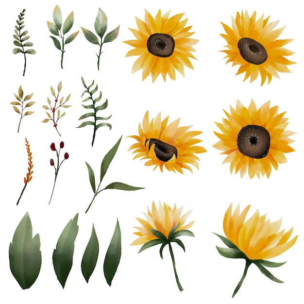 Collection D'éléments De Tournesol Aquarelle