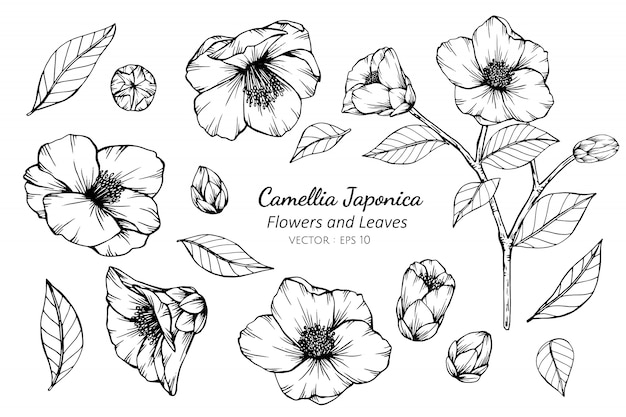 Collection Ensemble De Fleurs De Camélia Japonica Et Feuilles Dessin Illustration.