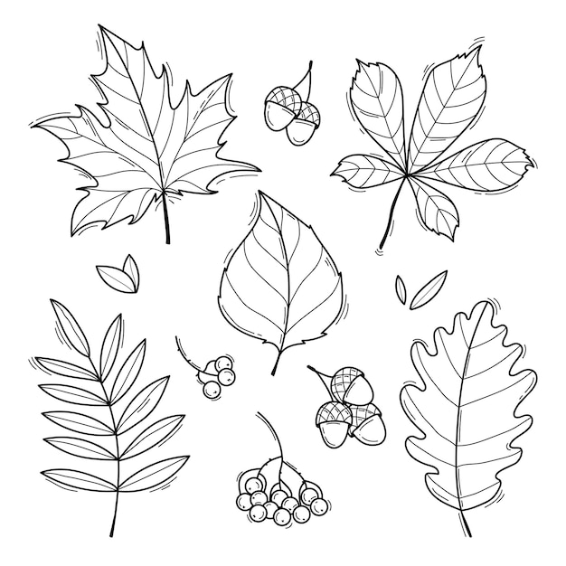 Collection De Feuilles D'automne Croquis De Ligne Noir Et Blanc Dessiné à La Main Isolé Sur Fond Blanc Illustration Vectoriel