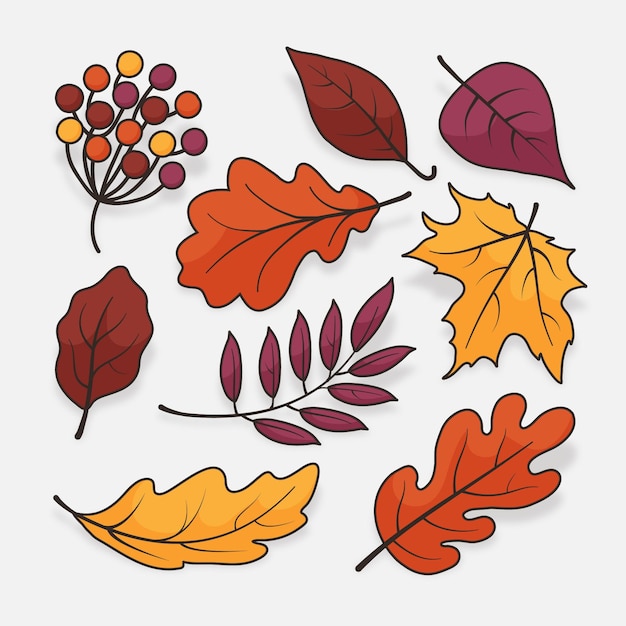 Collection De Feuilles D'automne