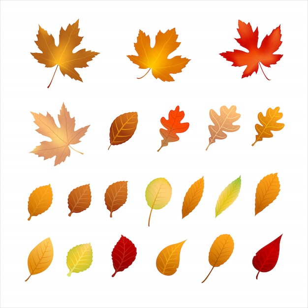 Collection De Feuilles D'automne