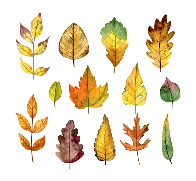 Collection De Feuilles D'automne