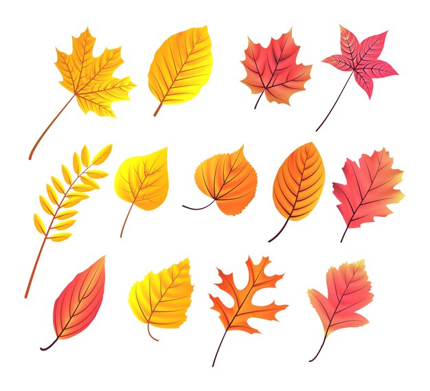 collection de feuilles d'automne