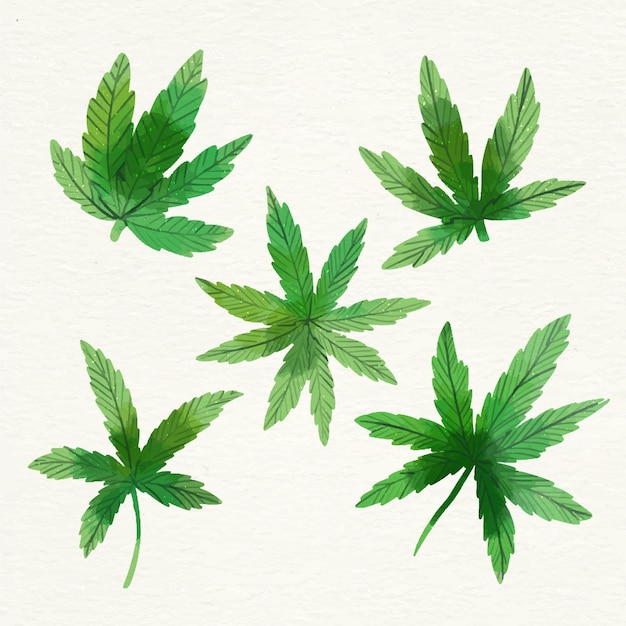 Collection De Feuilles De Cannabis Aquarelle