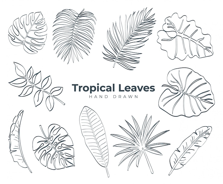Vecteur collection de feuilles dessinées à la main