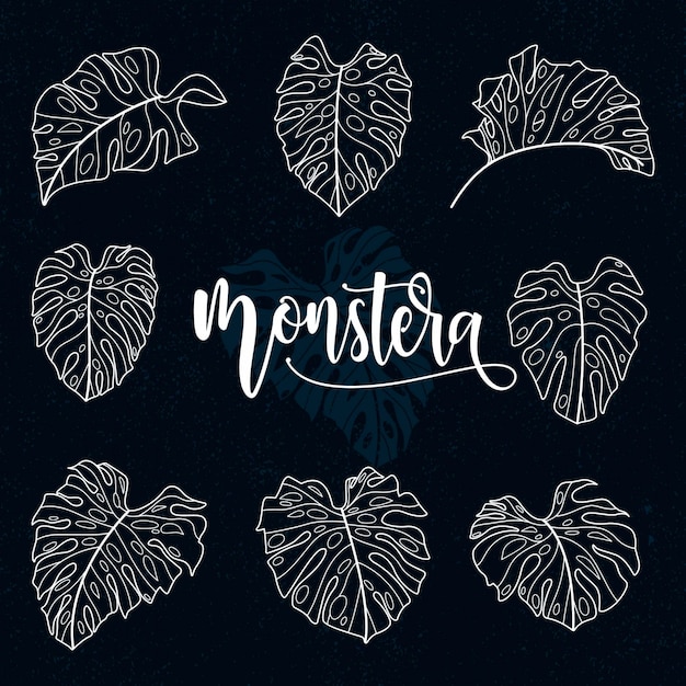 Collection De Feuilles De Monstera