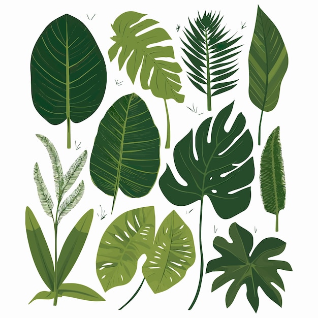 Collection De Feuilles De Palmier à Feuillage Tropical Feuilles Vertes Naturelles D'été