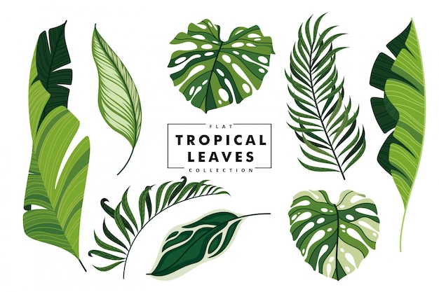 Collection de feuilles tropicales