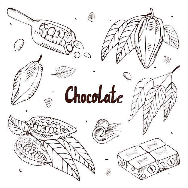 Collection De Fèves De Cacao Et De Chocolat Sur Fond Blanc. Illustration Avec Gravure.