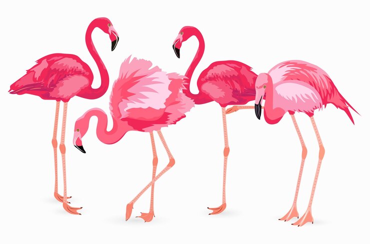 Vecteur collection flamant rose. éléments isolés de vecteur sur fond blanc. flamants roses dans différentes poses
