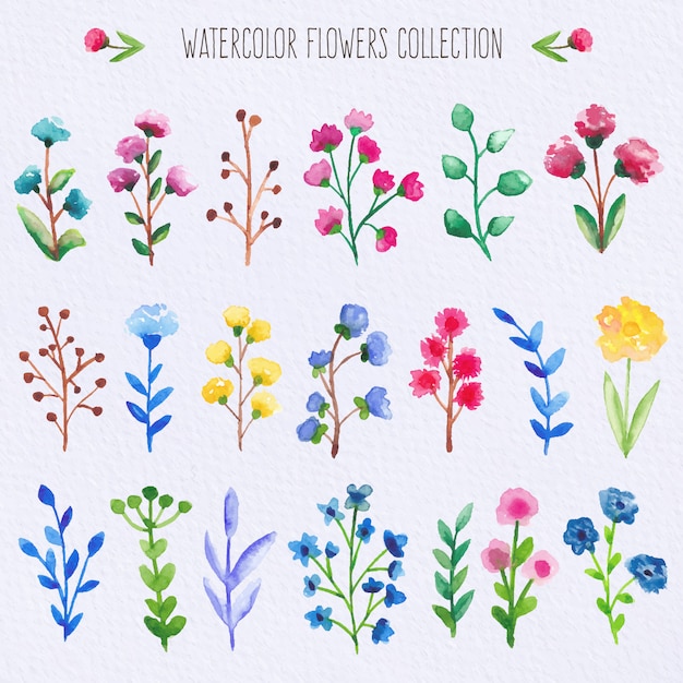 Collection De Fleurs D'aquarelle