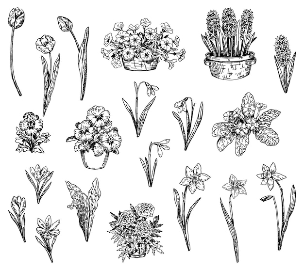 Vecteur la collection de fleurs du printemps est composée de gouttelettes de neige, de tulipes, de narcisse, de pansy, de crocus, de hyacinthes et de pétunias.