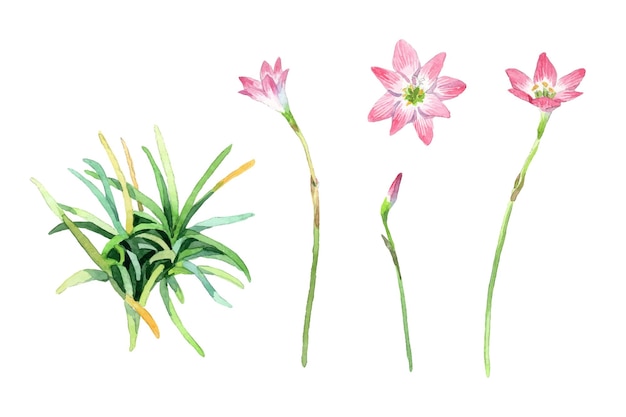 Vecteur collection de fleurs de lys zephyranthes aquarelle