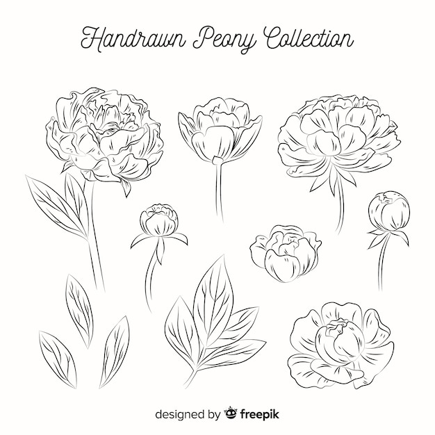 Collection De Fleurs De Pivoine Dessinées à La Main