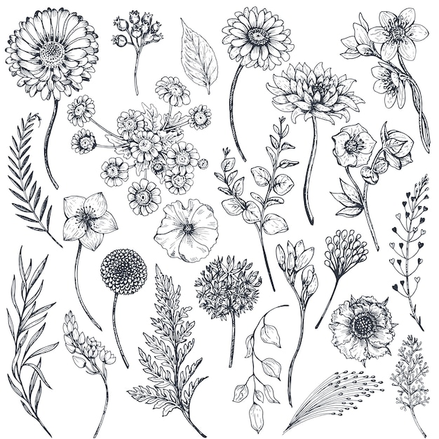 Collection de fleurs et de plantes dessinées à la main. Illustration monochrome dans le style de croquis.