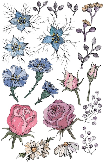 Collection De Fleurs Et De Plantes Dessinées à La Main