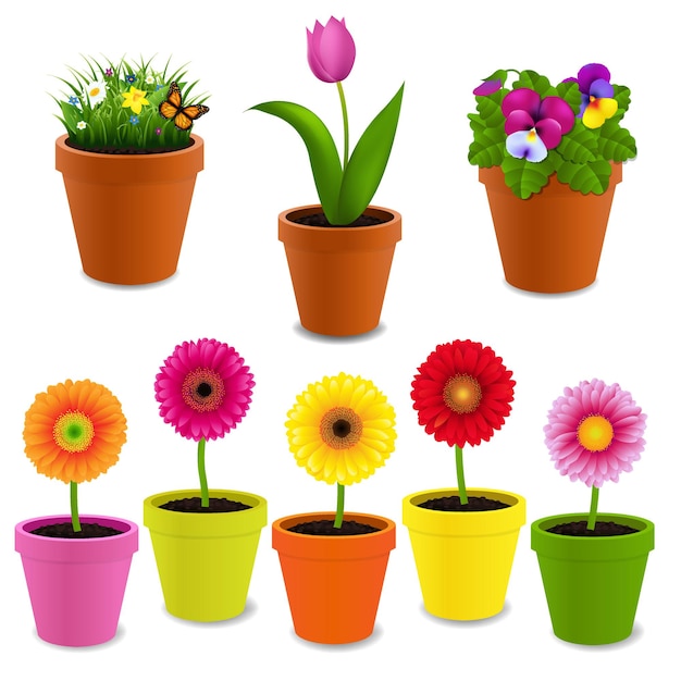 Collection de fleurs en pot