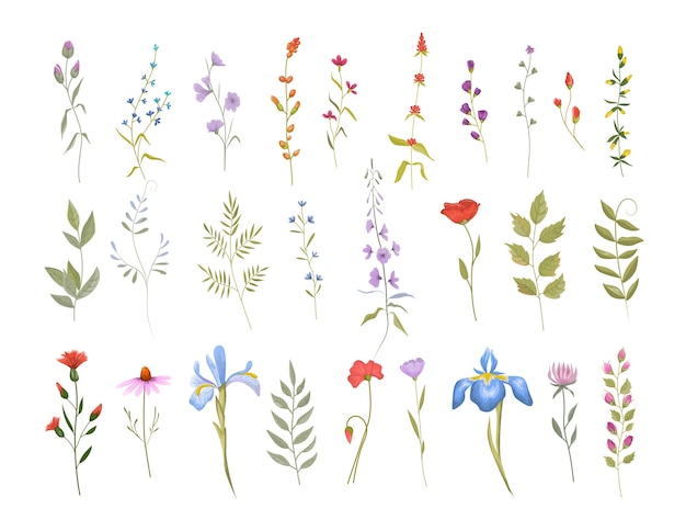 Collection De Fleurs Sauvages Mignonnes. Ensemble D'éléments Floraux Botaniques. Illustration Vectorielle Isolé