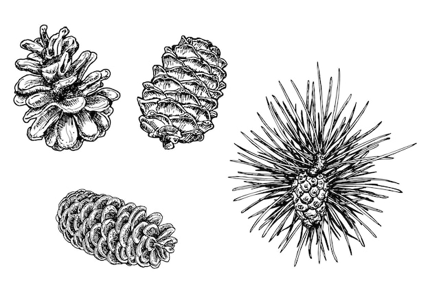 Collection forestière de branches de conifères et de pommes de pin Croquis de cônes de sapin Cônes de divers conifères Dessin dessiné à la main