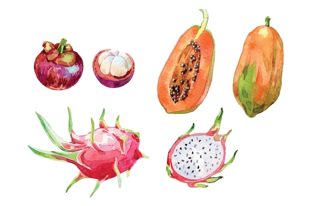 Collection de fruits tropicaux aquarelle