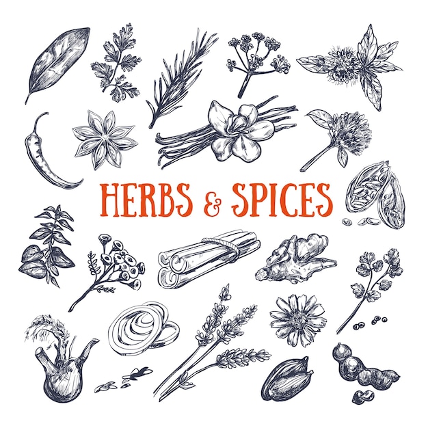 Collection d'herbes et d'épices.