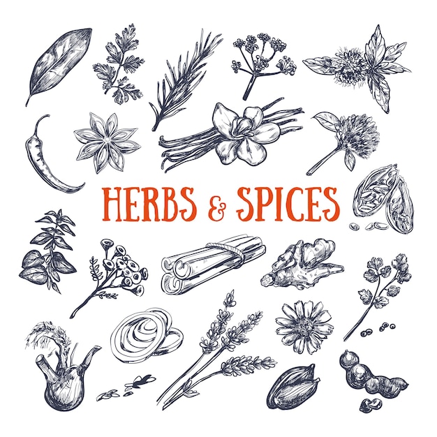 Collection D'herbes Et D'épices.