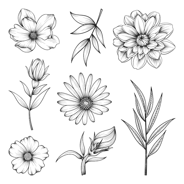Collection d'herbes et de fleurs sauvages et de feuilles isolées sur blanc