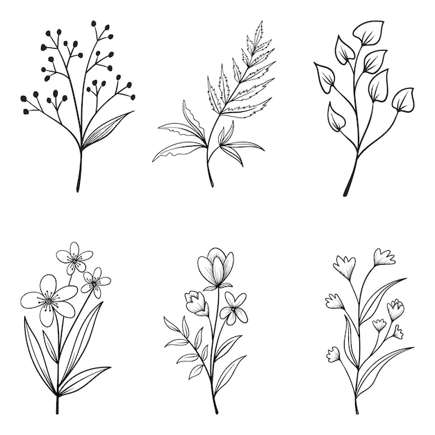 Collection D'herbes Et De Fleurs Sauvages Et De Feuilles Isolées