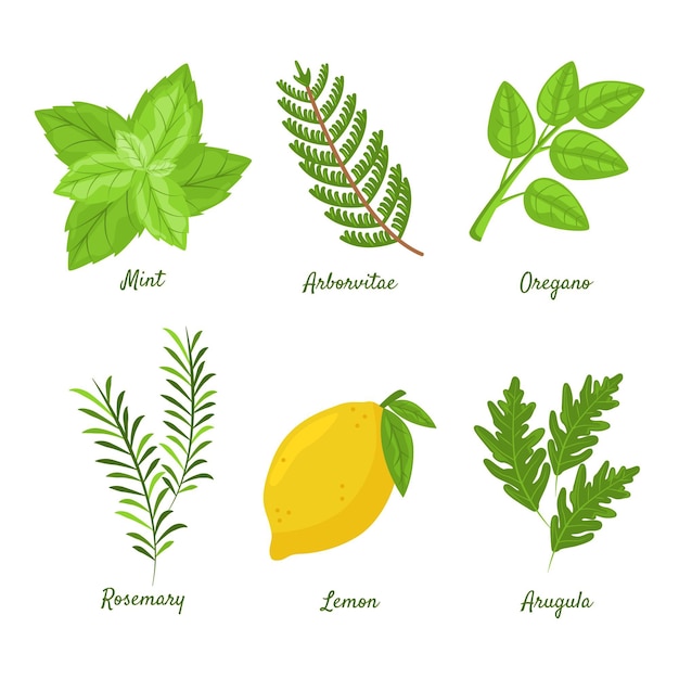 Collection d'herbes d'huile essentielle