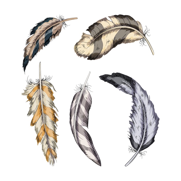 Vecteur collection de l'illustration de plumes