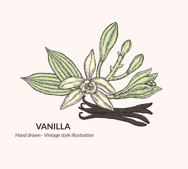 Collection D'illustrations De Fleurs De Vanille Dessinées à La Main Fleurs De Vanille Pour L'emballage Et Les Logos