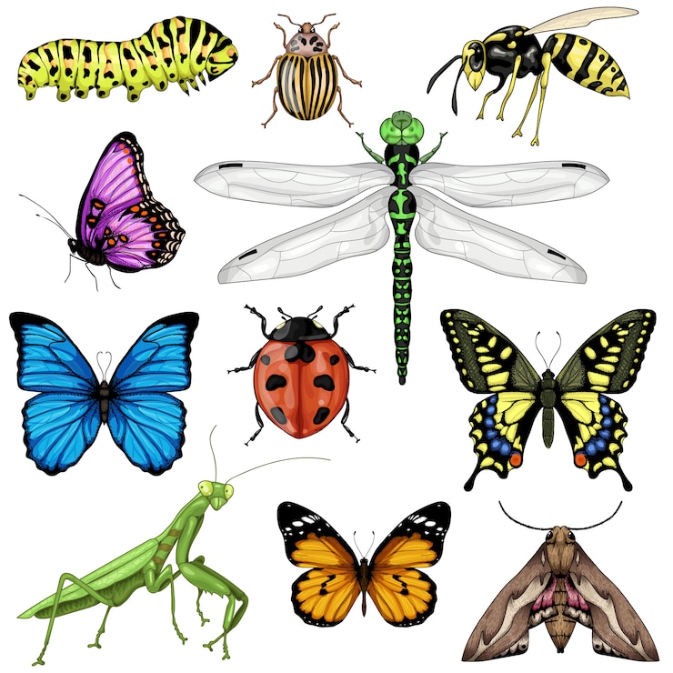 Vecteur collection d'illustrations d'insectes isolés sur fond blanc.