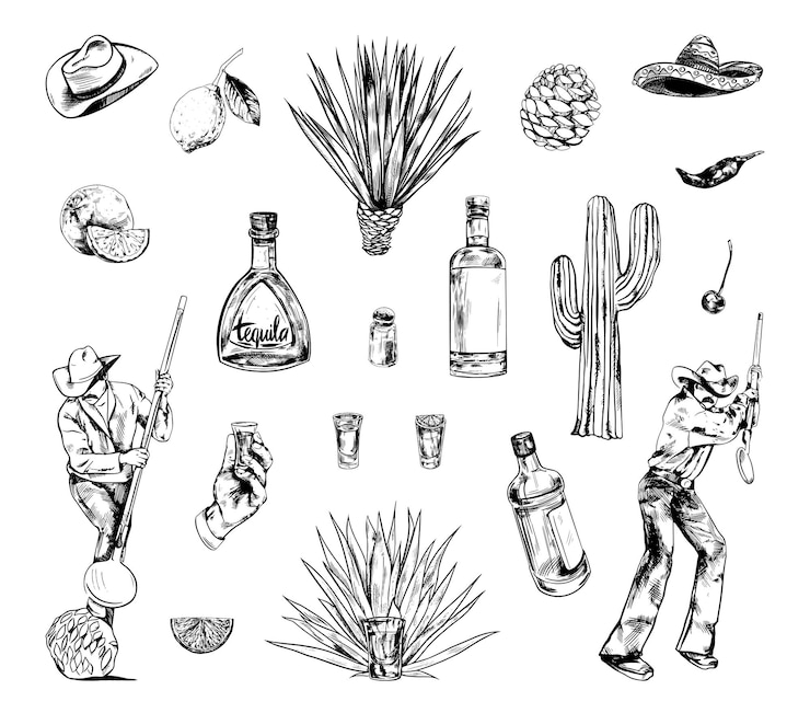 Vecteur collection d'illustrations monochromes de la production de tequila en style croquis