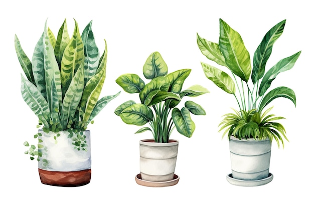 Collection d'illustrations de plantes en pot