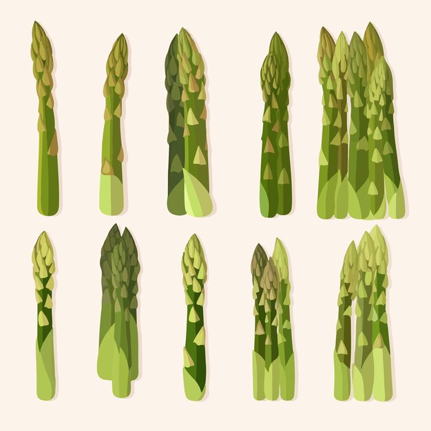 Vecteur une collection d'illustrations vectorielles d'asperges mettant en vedette la plante sous différents angles