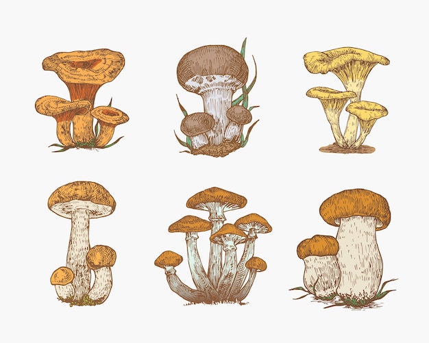 Collection d'illustrations vectorielles de couleur de champignons dessinés à la main Champignons Miel Champignons Orange Cap Boletus Penny Bun Boletus et Safran Milk Cap Sketches Set Gravé Fungus Food Isolé