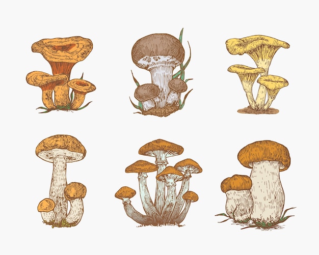 Collection D'illustrations Vectorielles De Couleur De Champignons Dessinés à La Main Champignons Miel Champignons Orange Cap Boletus Penny Bun Boletus Et Safran Milk Cap Sketches Set Gravé Fungus Food Isolé