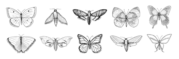 Collection D'insectes Papillons Ou Mites Sauvages Symbole Mystique Ou Entomologique De Liberté Gravé