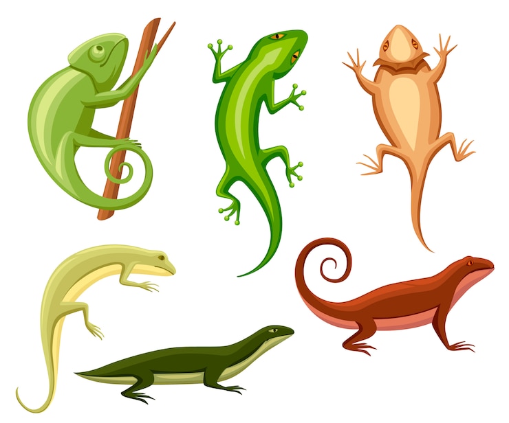 Vecteur collection de lézards. caméléon de dessin animé grimper sur une branche. petit lézard. collection d'icônes d'animaux. illustration sur fond blanc