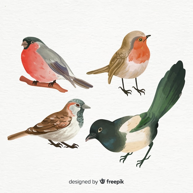 Vecteur collection d'oiseaux à l'aquarelle